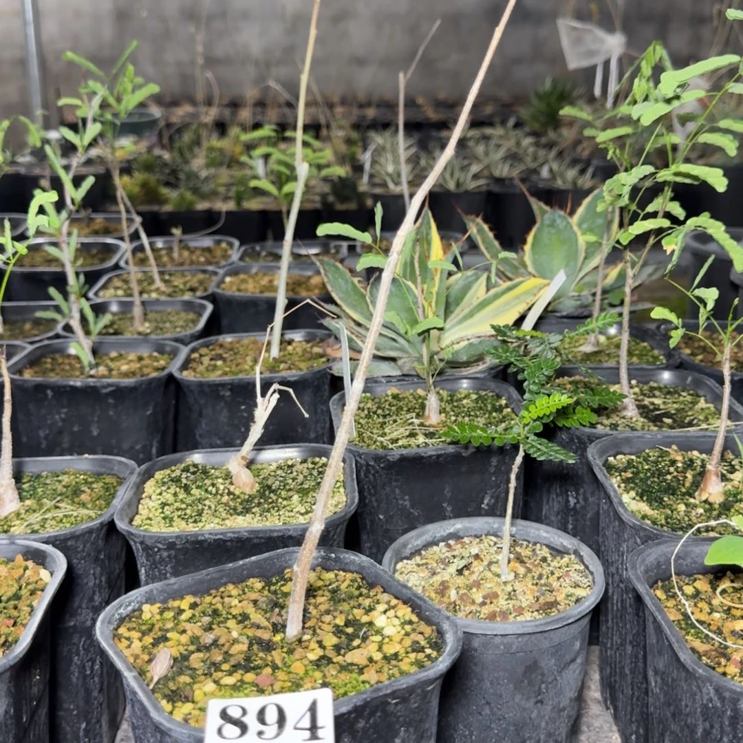 K***g角瘤没药多肉植物扦插