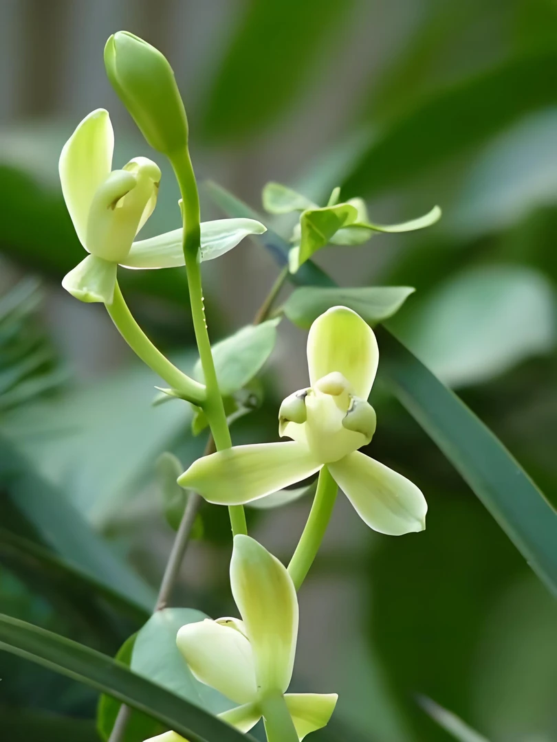 【带花剑裸根发货】铁骨素梅兰花3苗起带花剑 花期7-11月
