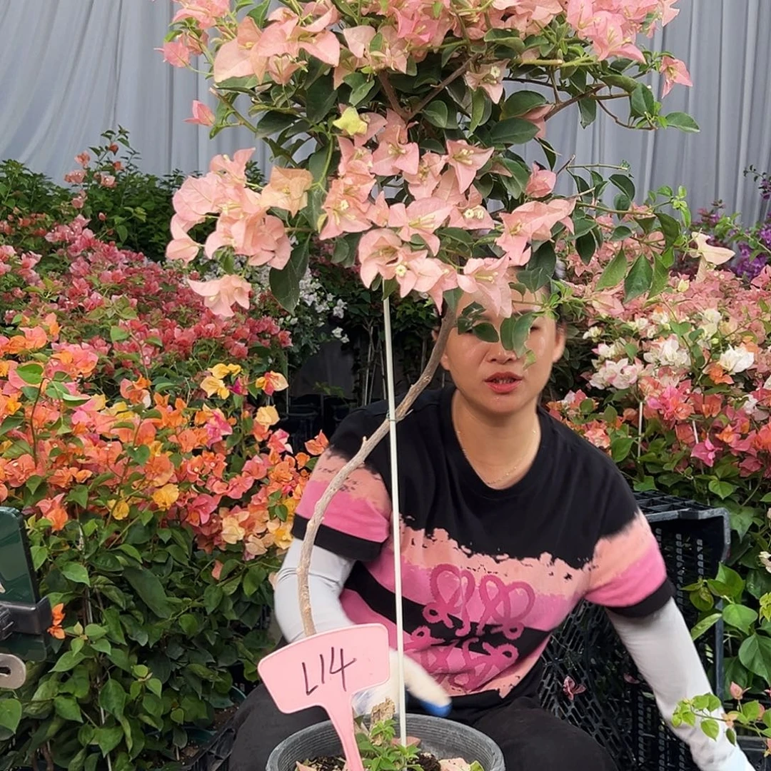 妞***姐大部分花苞少量开放L14卡亚塔
