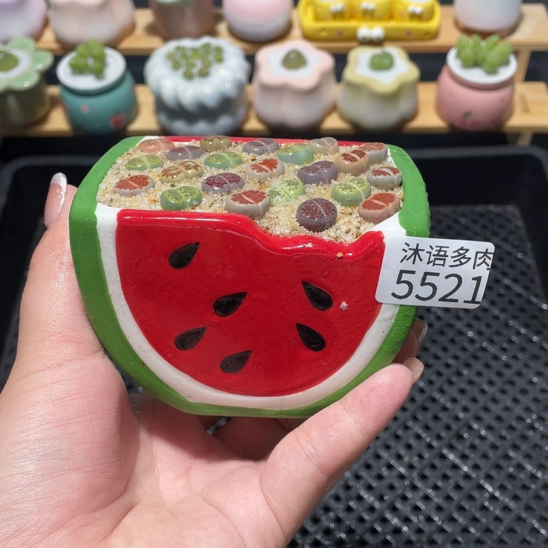 带盆土植物 一物一拍5521