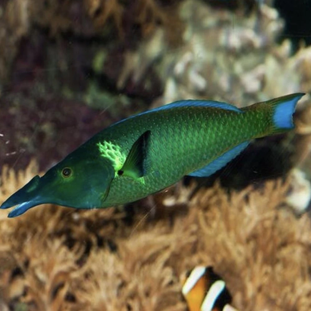 海水观赏鱼鸭嘴龙