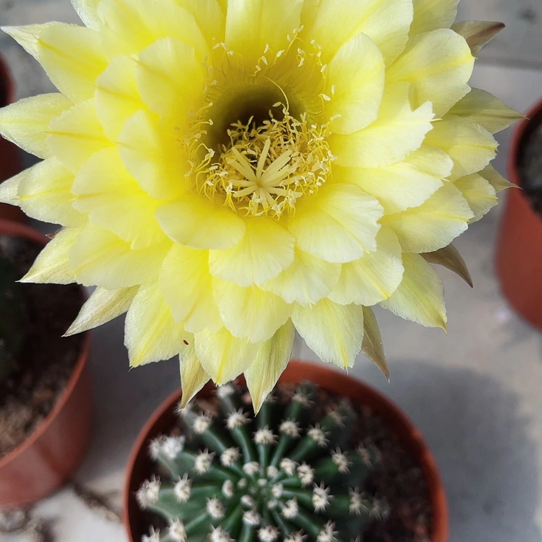 彩草96号6公分左右