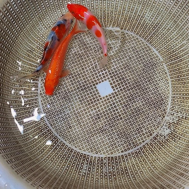 锦鲤锦鲤活鱼开箱包活