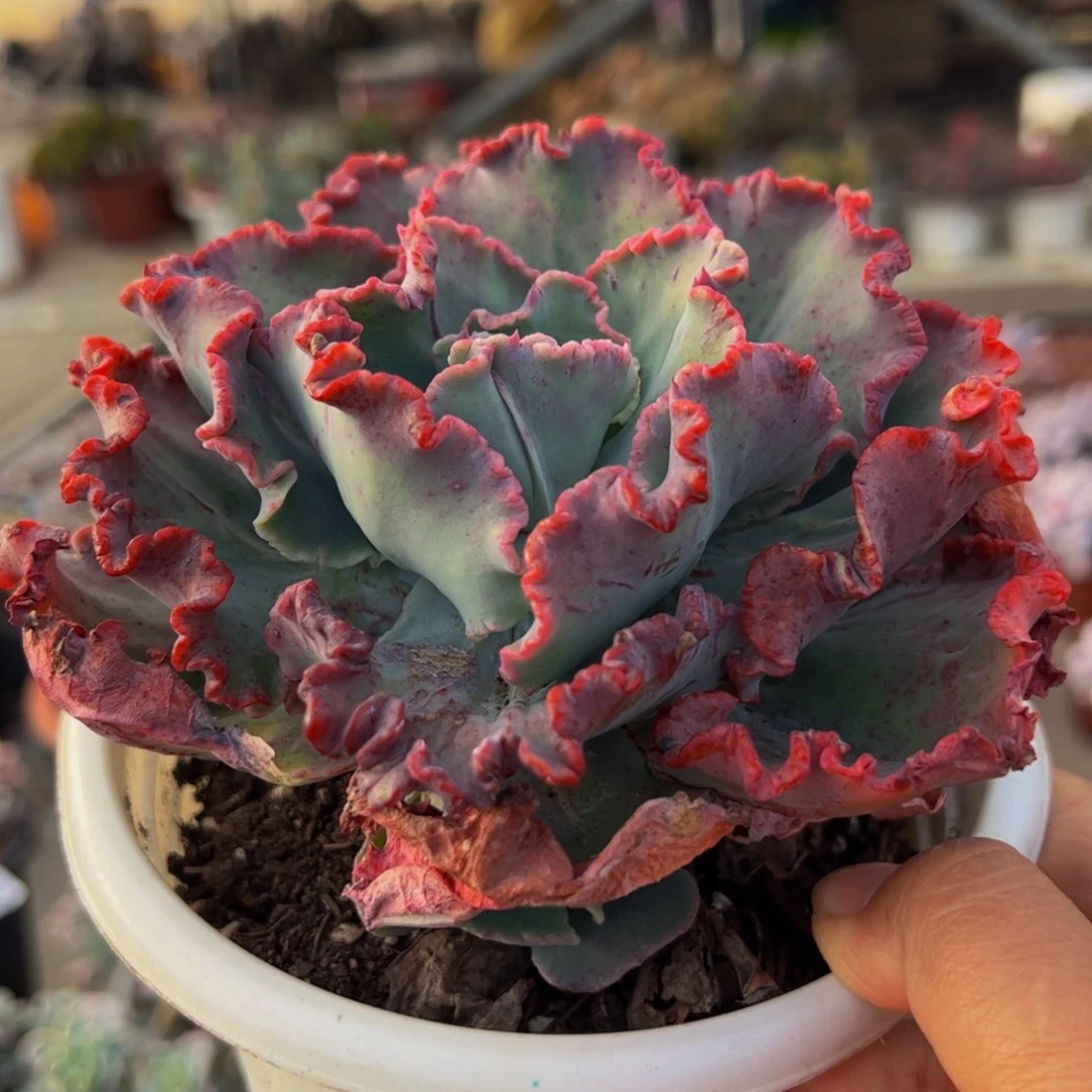 舞会红裙石化大单头