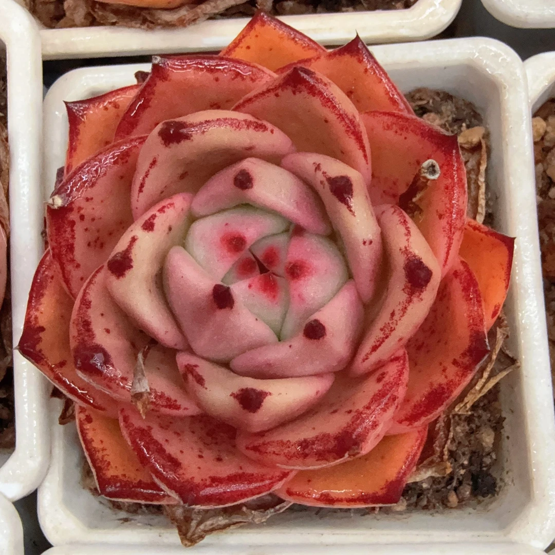 90#约瑟芬单头（5-8cm）脱土