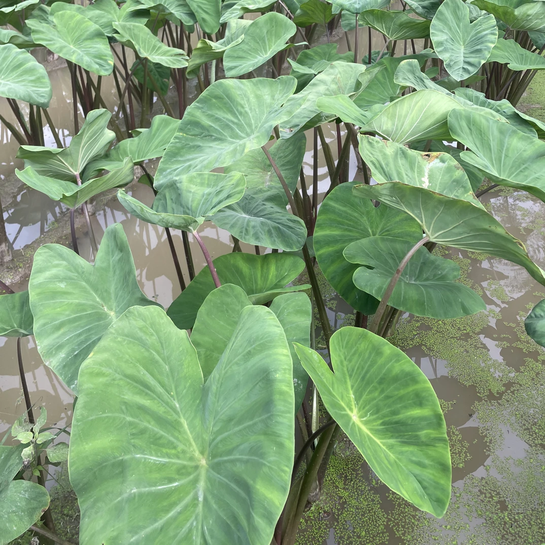 农家露天种植应季蔬菜芋头