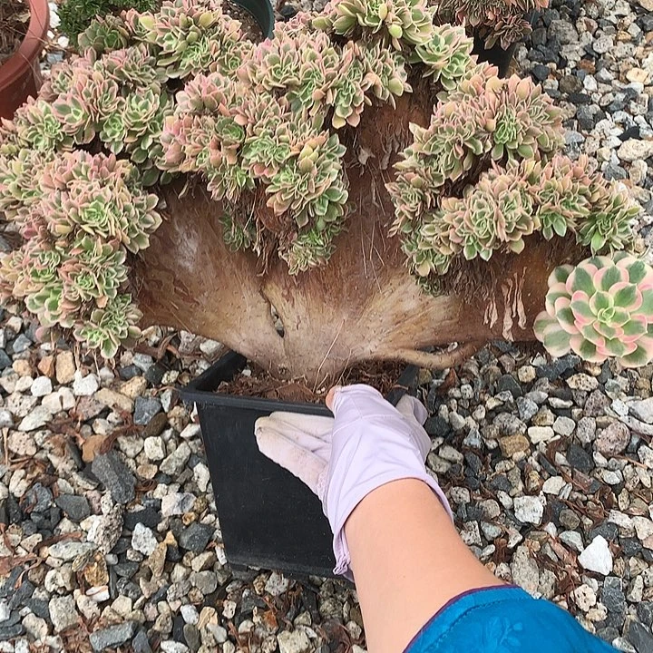 女郎朵朵脱土不带盆