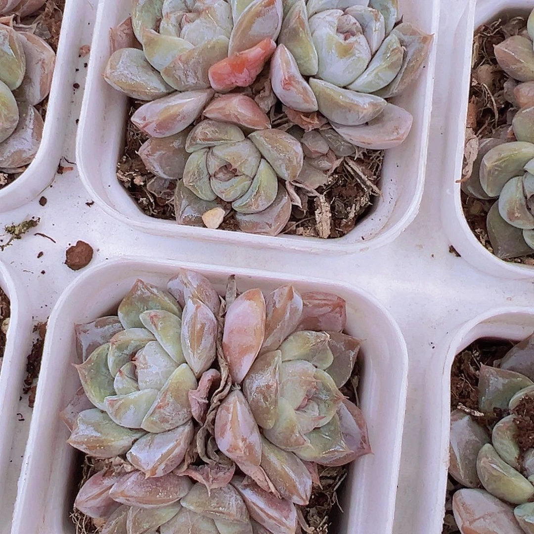 雪兔群19包邮多肉植物