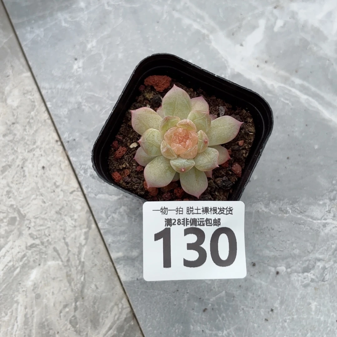 优选珍妮无盆土发货