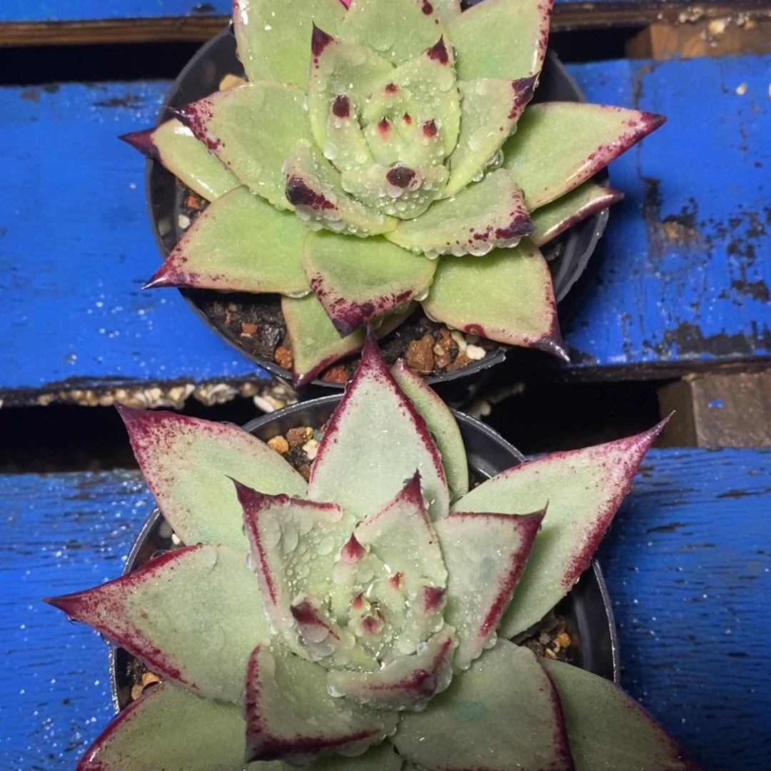 x049-多肉植物 乌木两盆