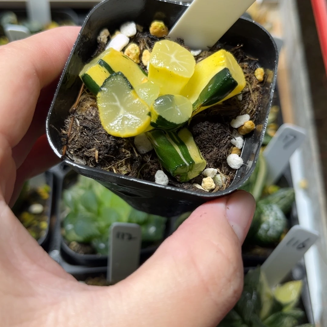 130玉龙万象锦一物一拍