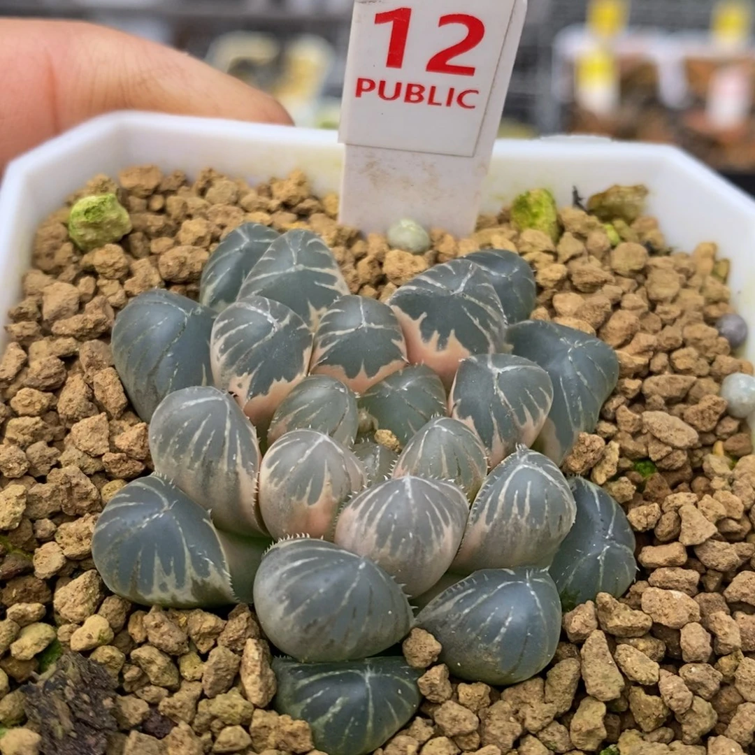 12号龙珠糊斑玉露锦带盆