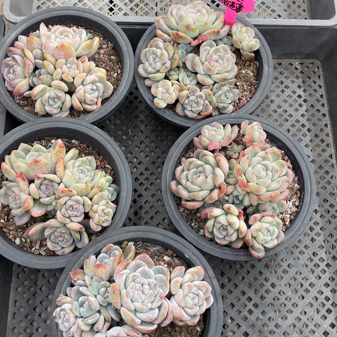 巴***蕾冰玉一组5个，不包断枝