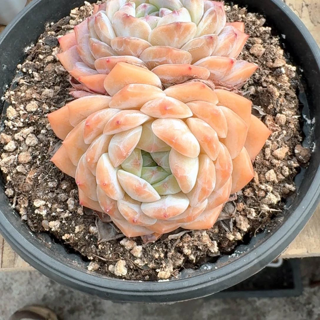 专拍链接多肉精品双头