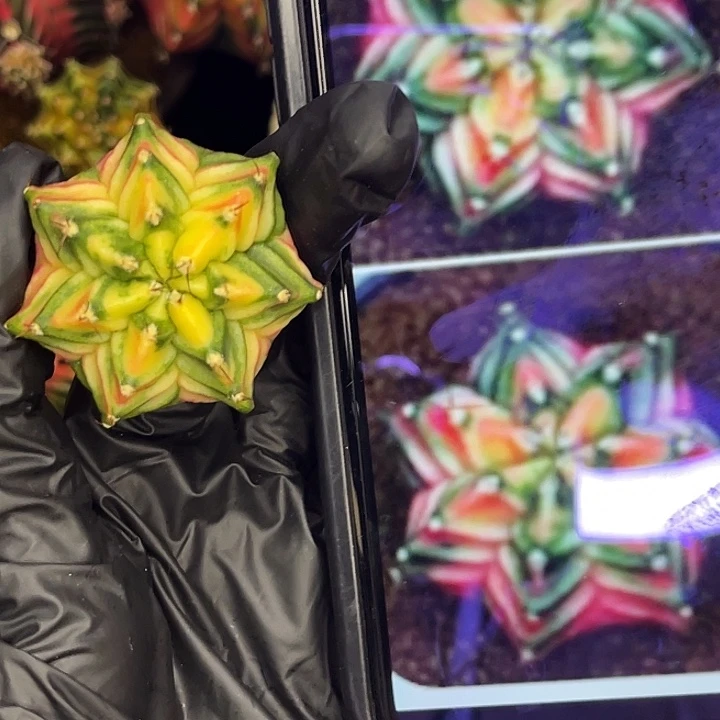 七棱胖墩 一物一拍。