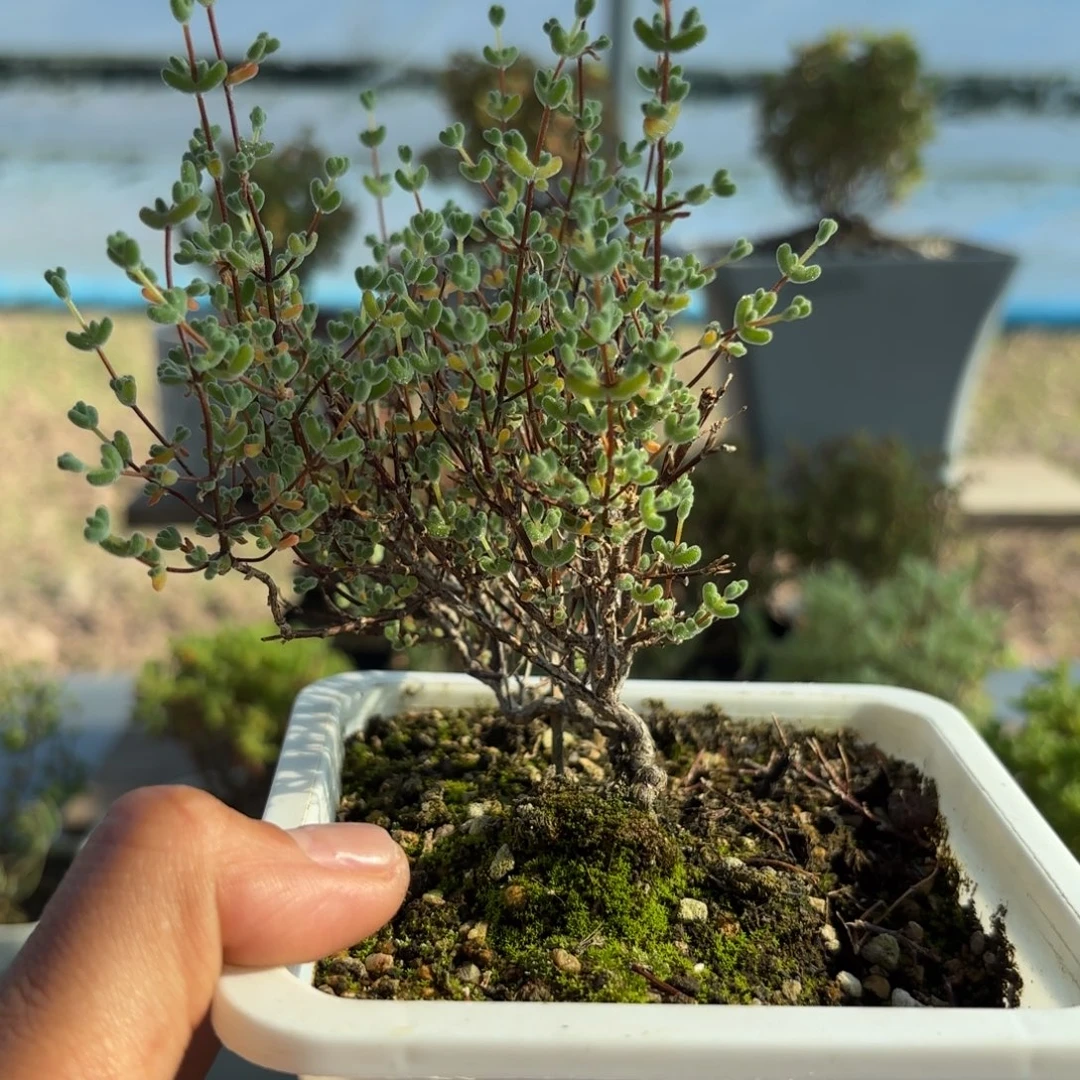 434莱斯枝干干细胞发福利