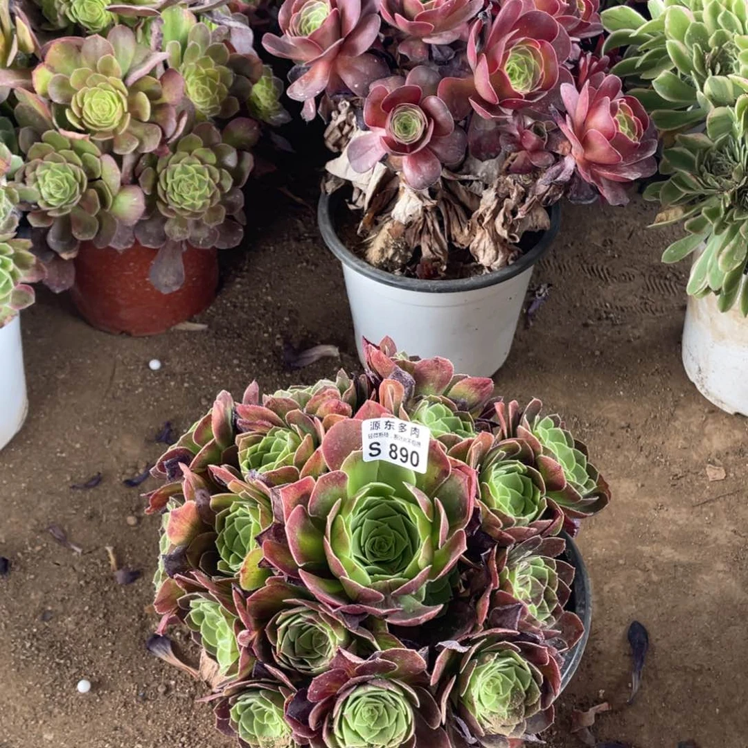 890花月夜多肉法师断枝不包