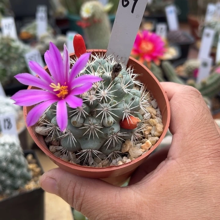 69实生蓬莱宫大单头6厘米