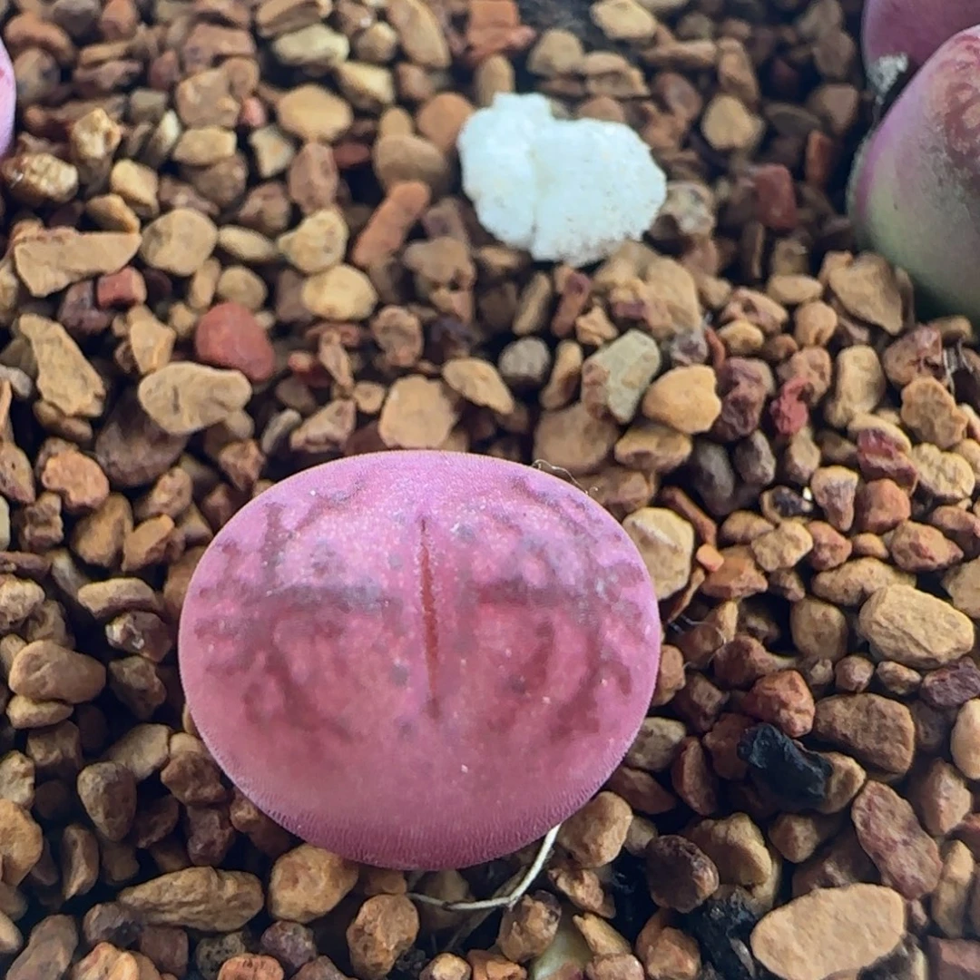 1855/吕杂/多肉植物/