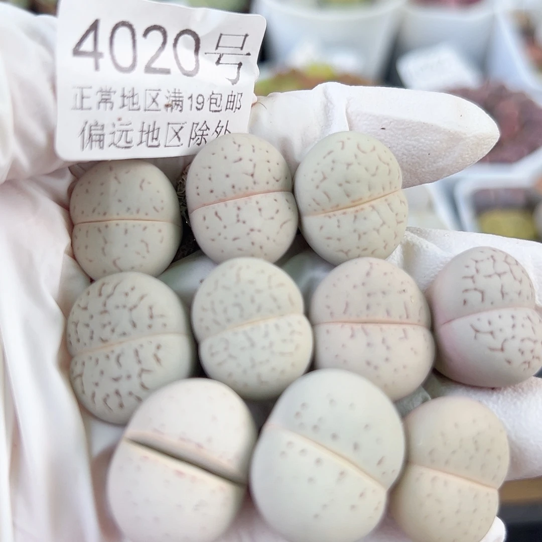 4020四年大白10个1.5-2cm