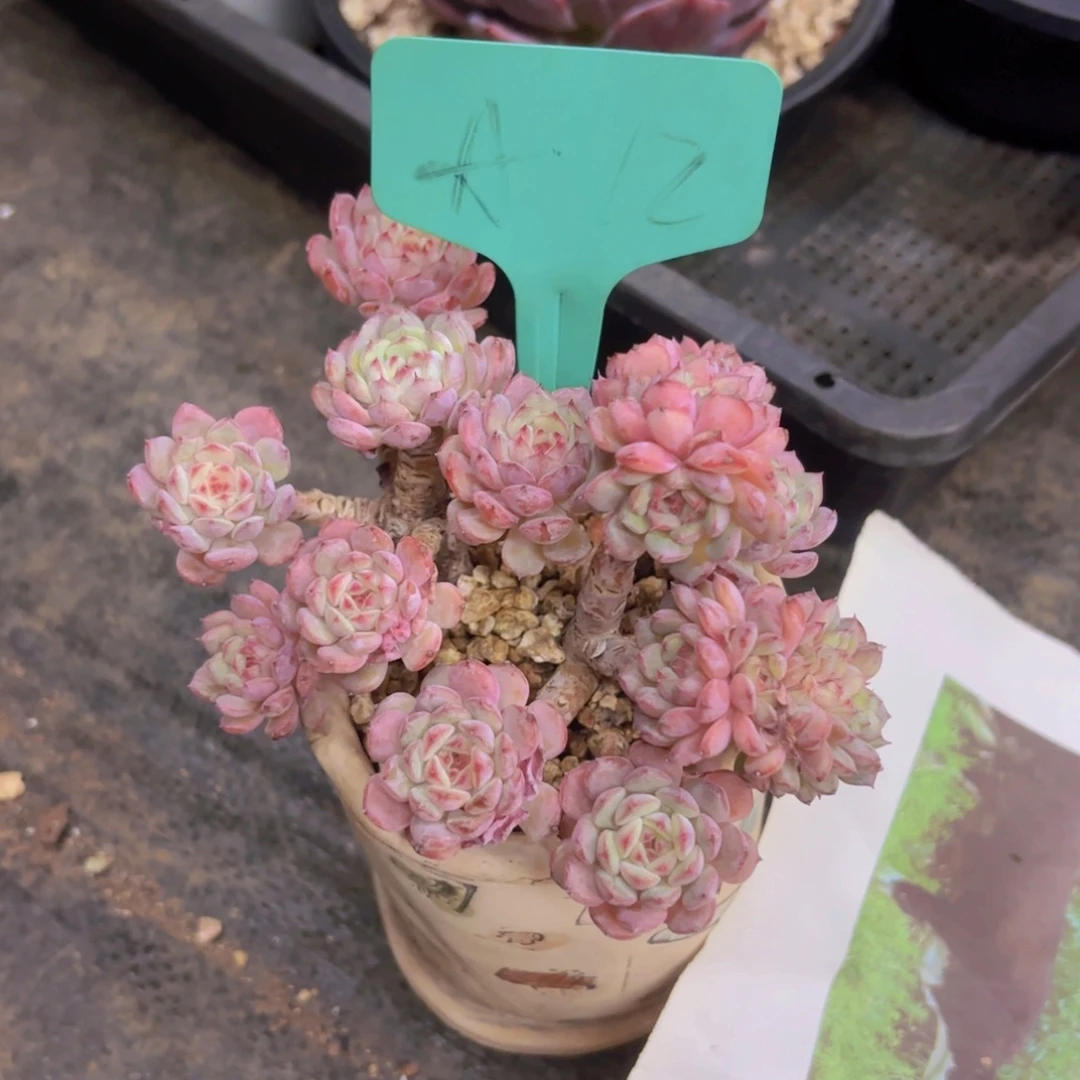 芜***.白胖子精品多肉一物一拍
