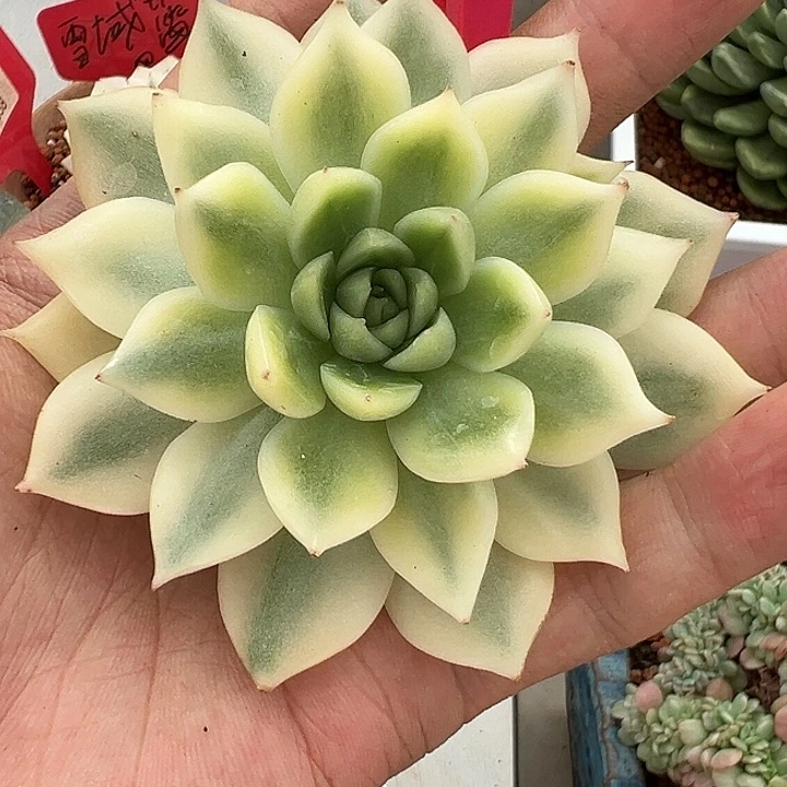 846号月亮石杂头盖