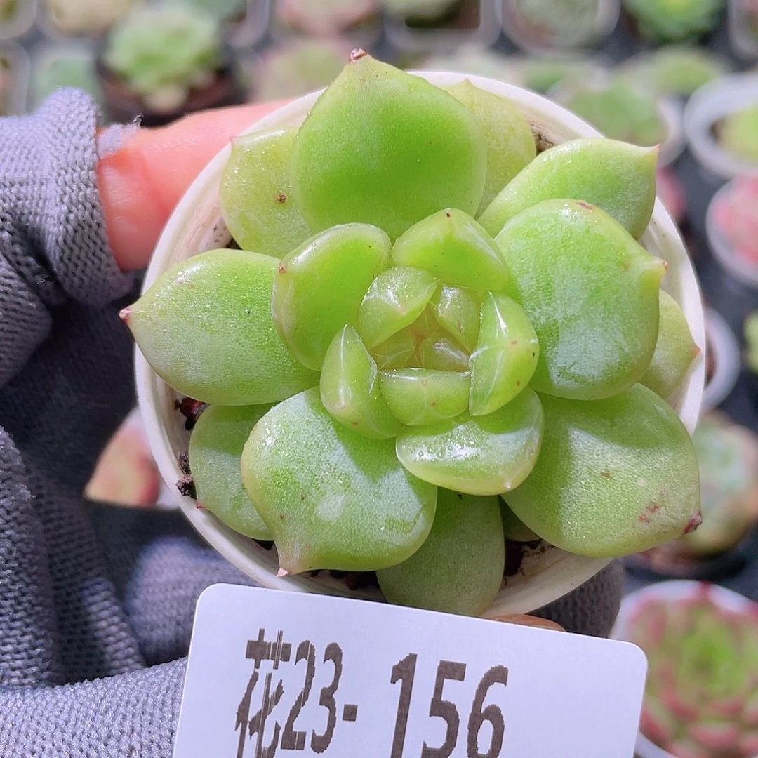 花利美23-156新品珍妮
