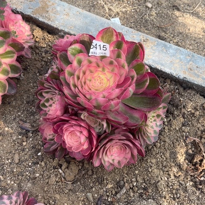 415荔枝多肉植物