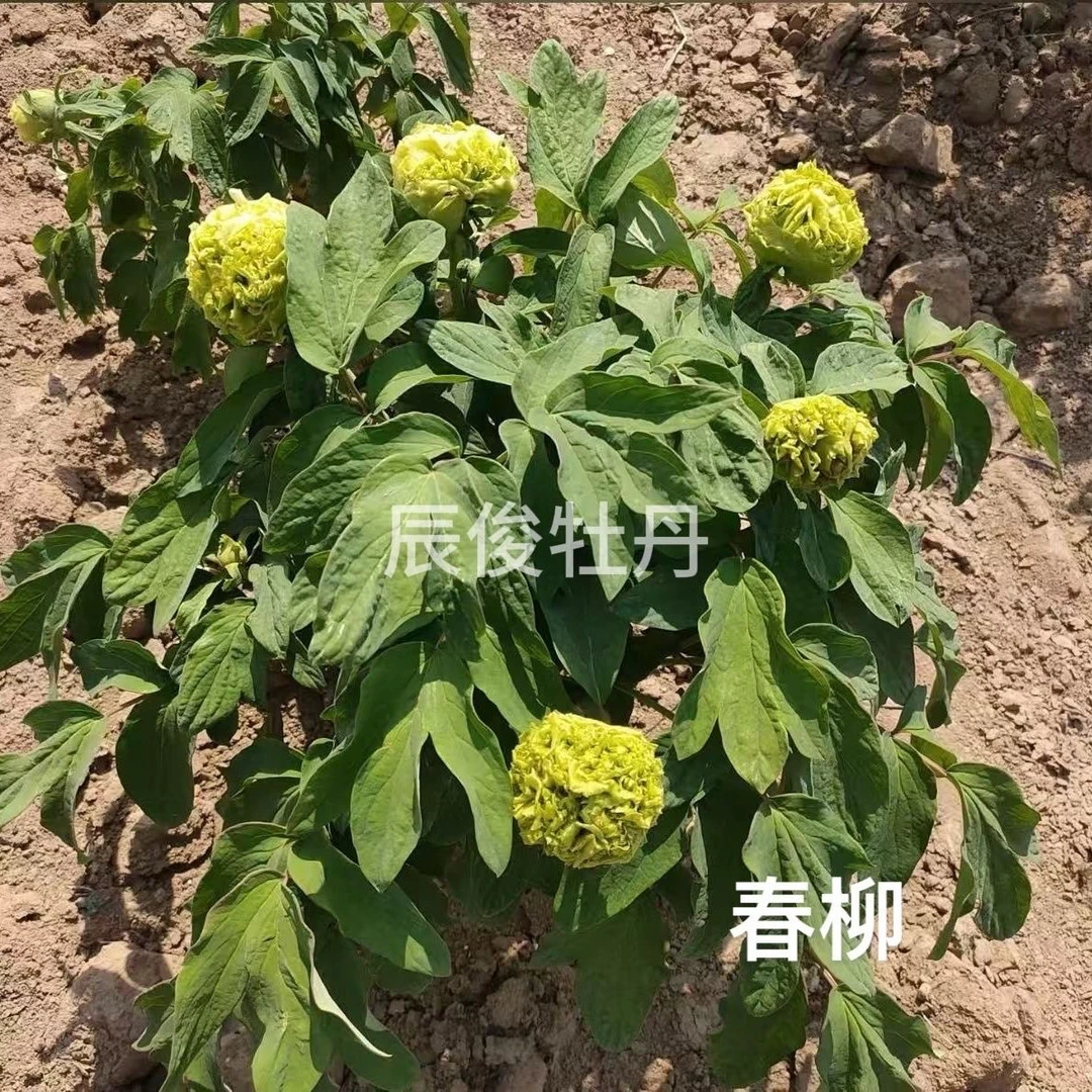 [春柳]绿色天花板2分枝菏泽直发观赏牡丹