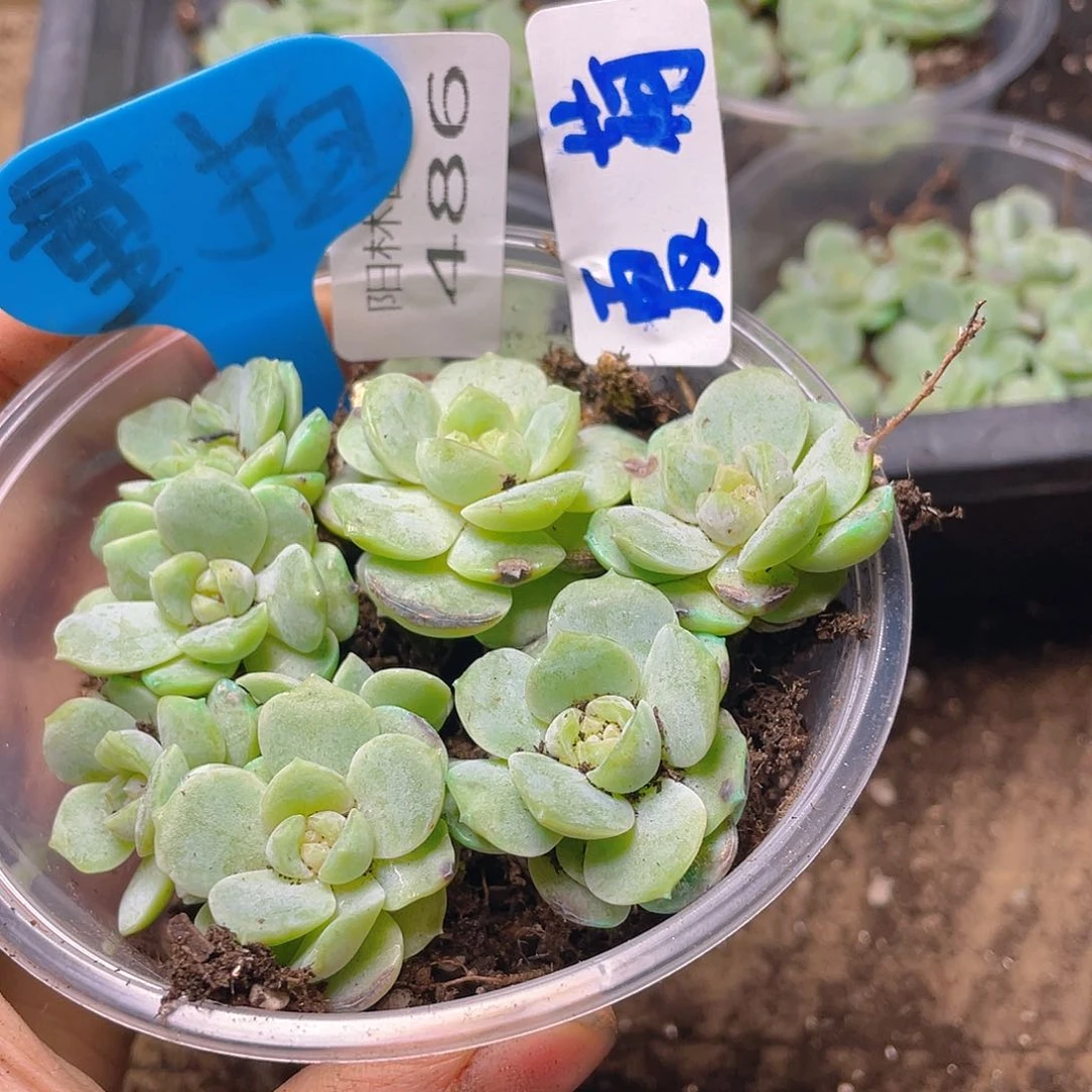 量拍多肉植物多肉植物486