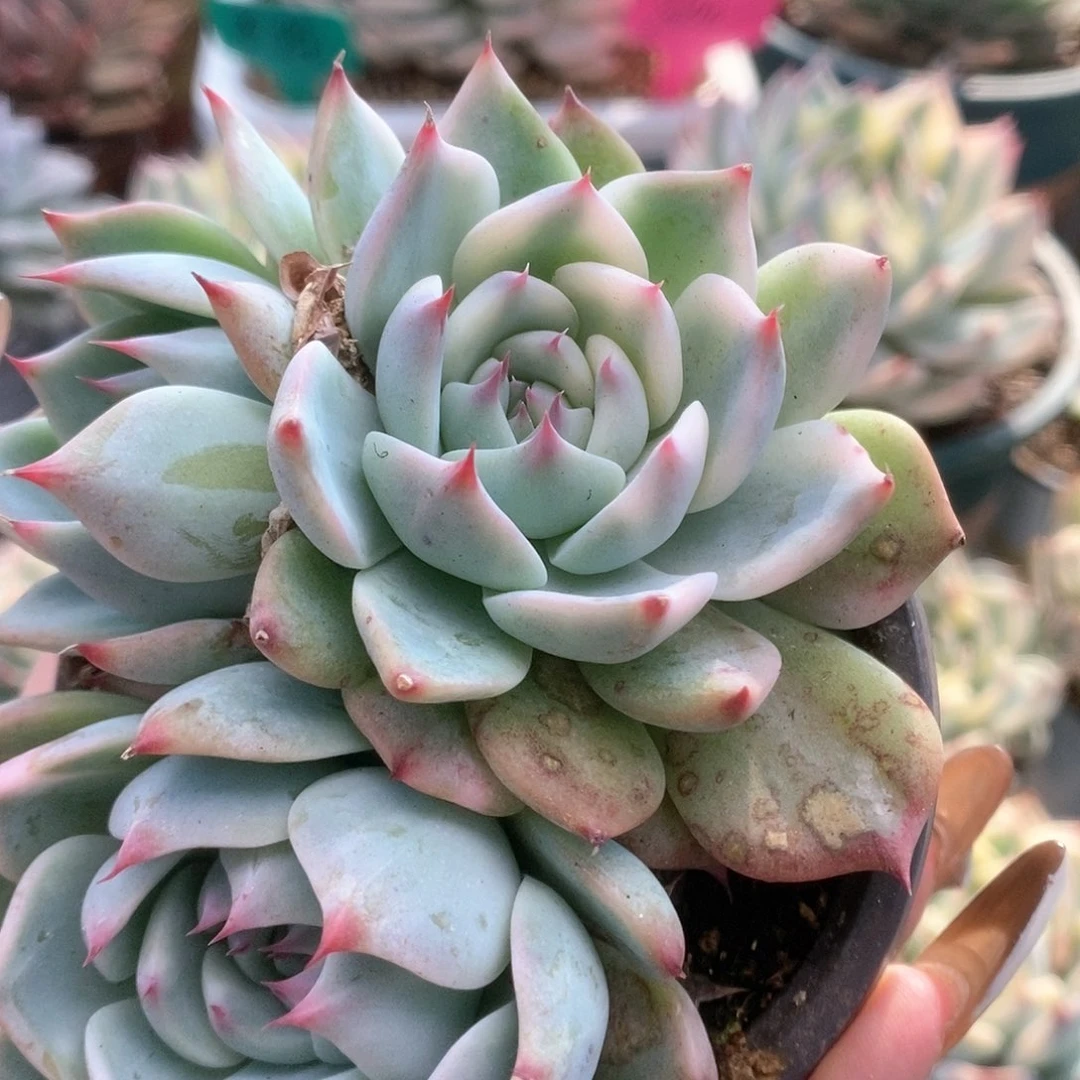 063锦锦锦锦锦锦锦