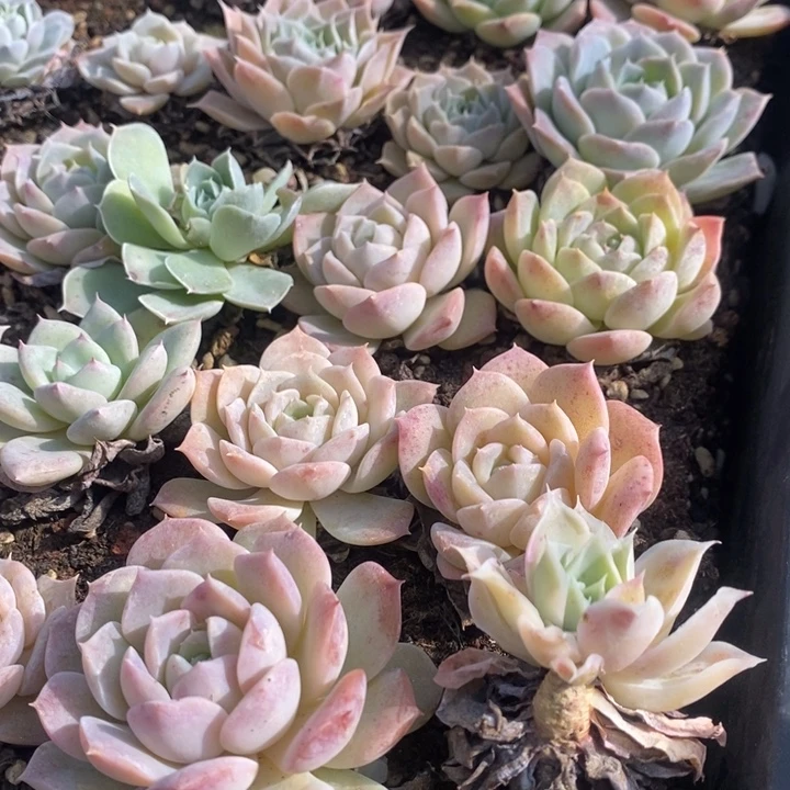 127多肉植物盆栽花卉