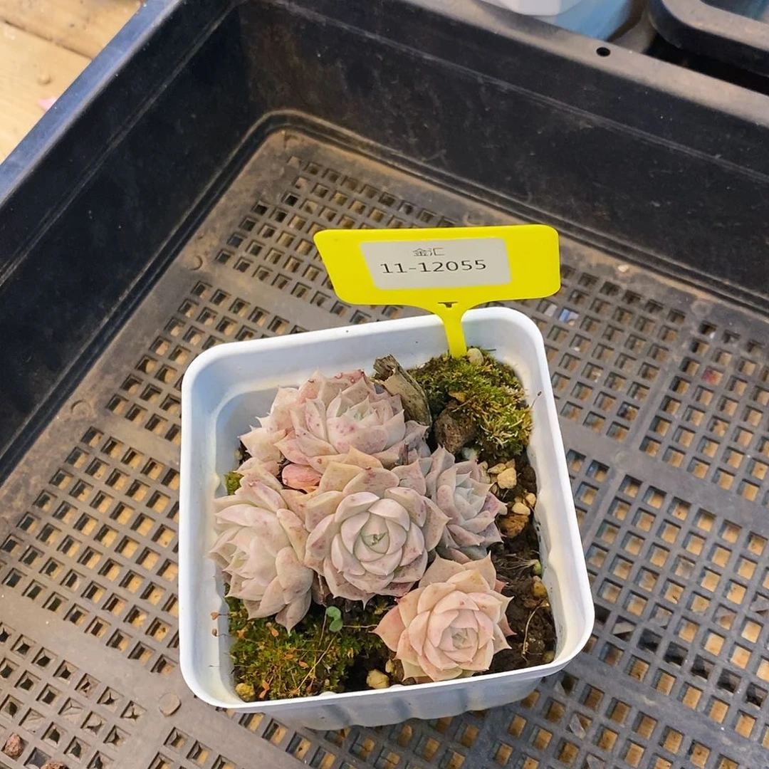 萌**筑福利多多。11-12055