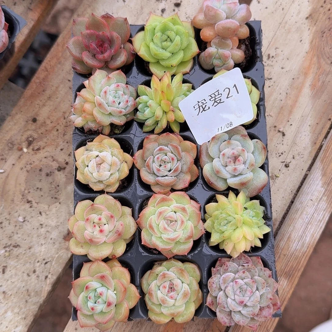 上午直播一物一拍21
