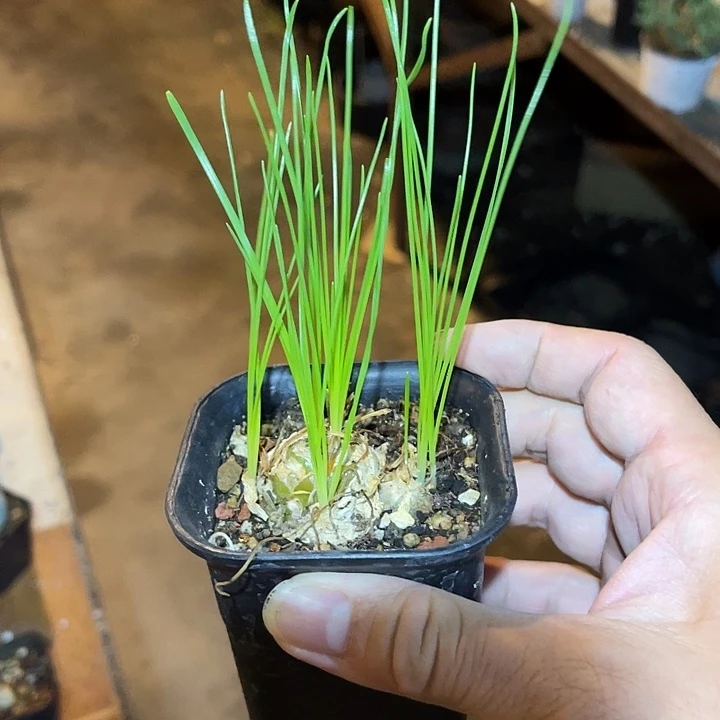 无花朵一物一拍下单包邮