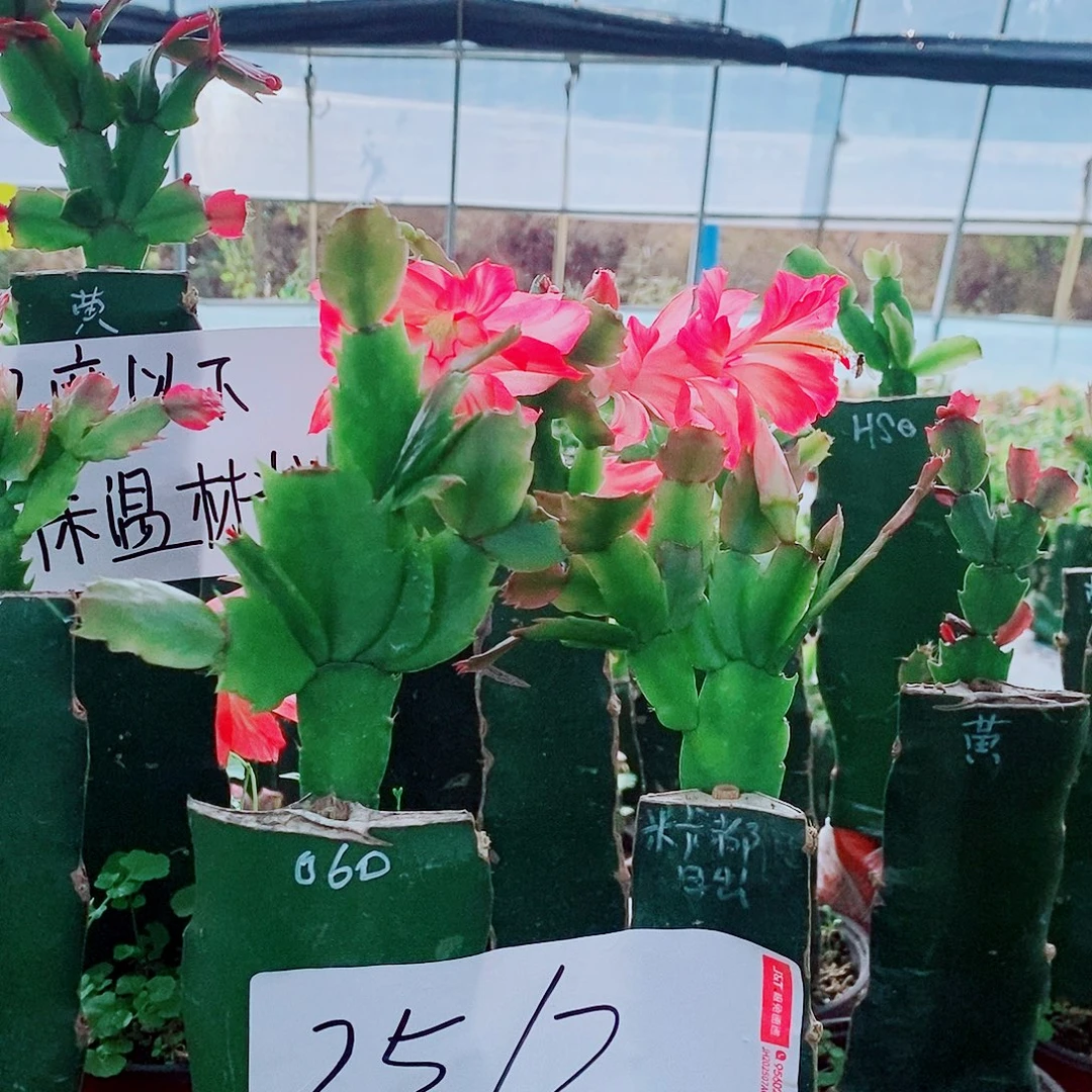 无花朵火龙果嫁接蟹爪兰拍一发二