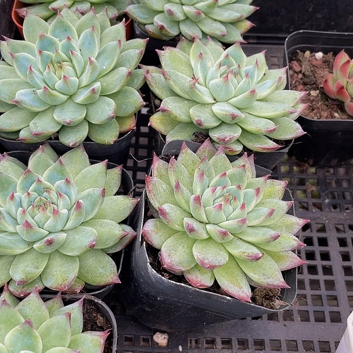 白吉2.8带盆土发货