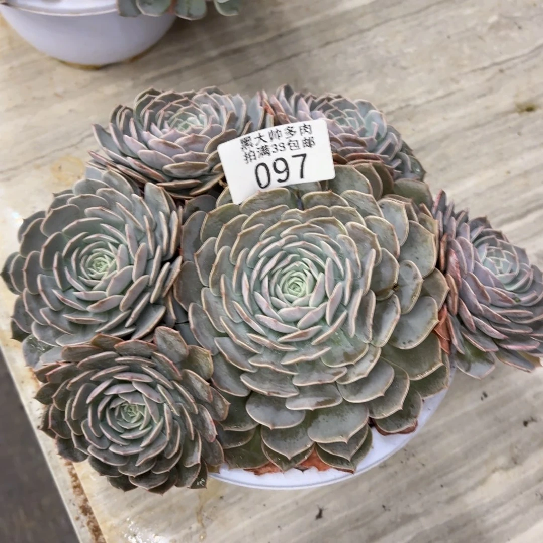 好***来黑大帅多肉97天赐