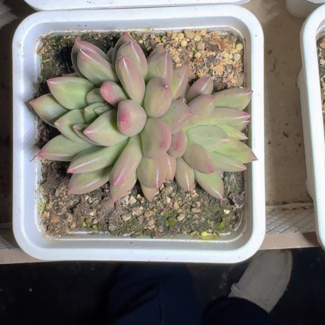 米其林 双头 一物一拍