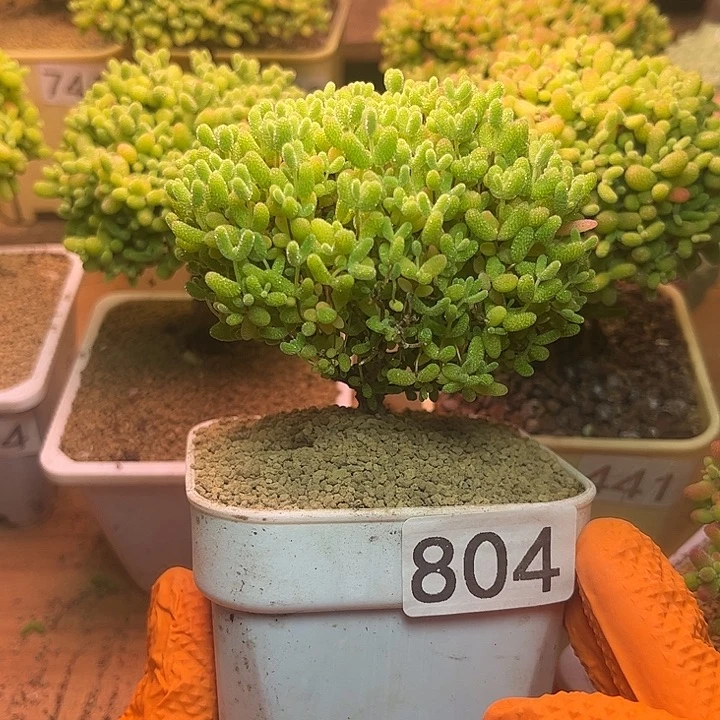 无花朵804蜜桔糖球