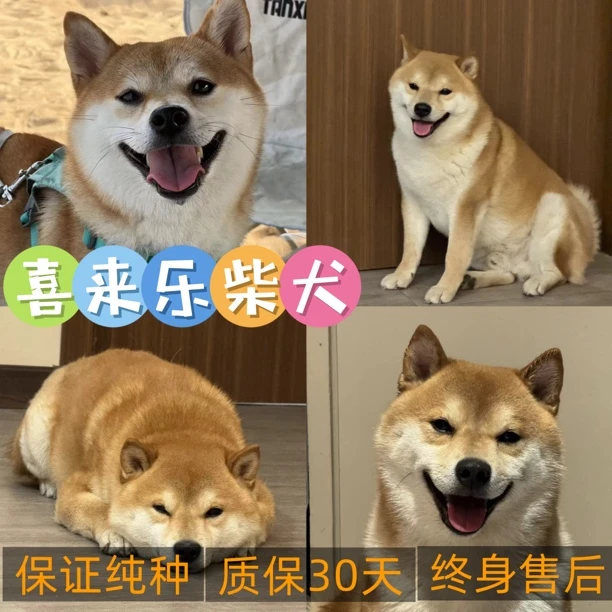 喜来乐柴犬-赤柴专属链接