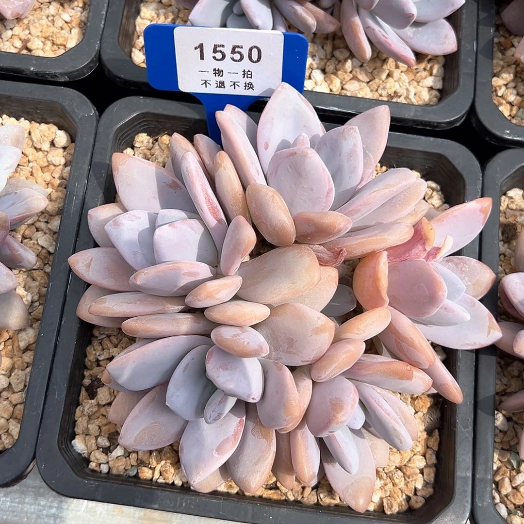 ③*①粉兔群1550号