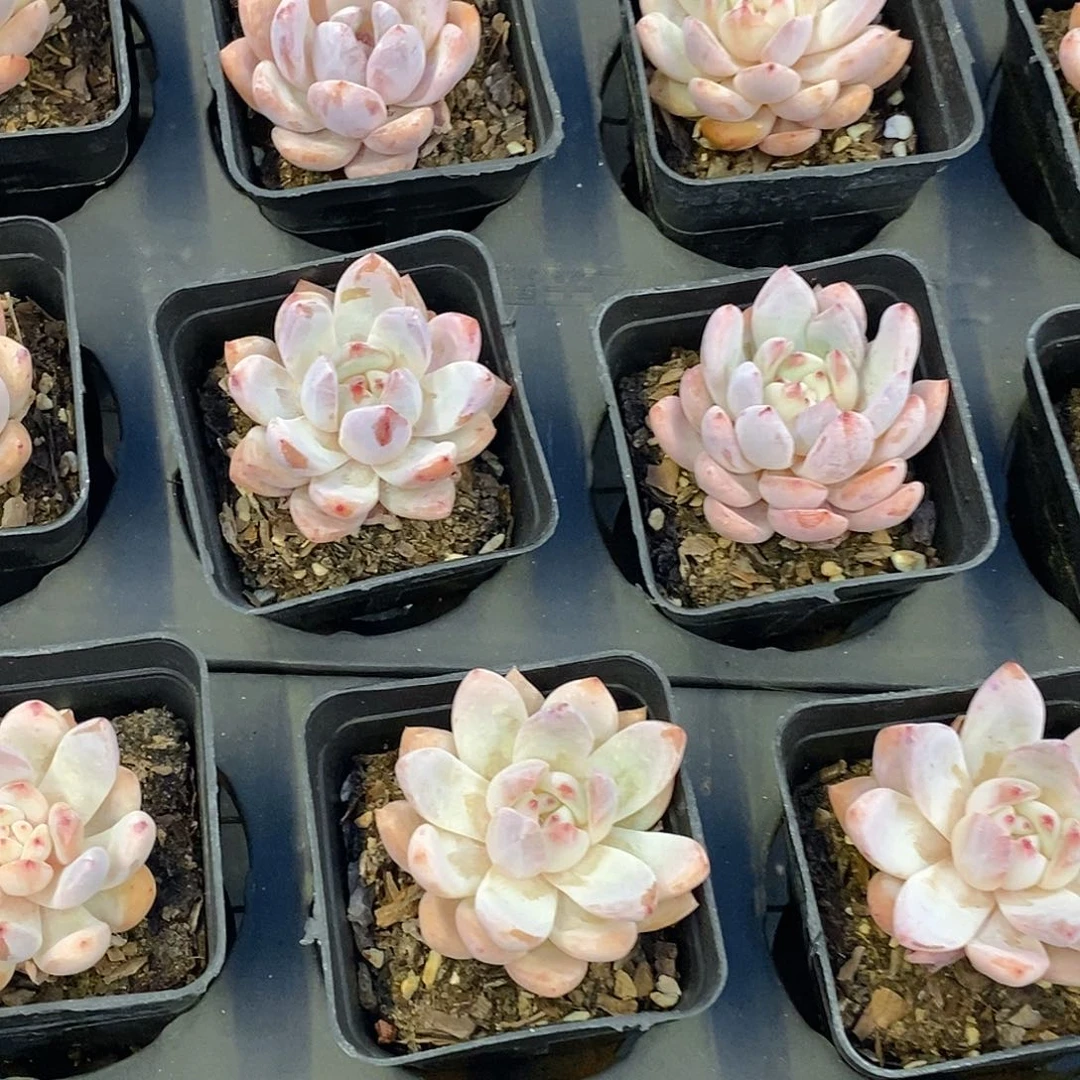 团小仙女，福利多多