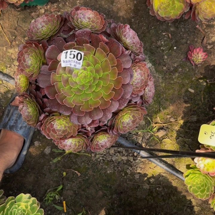 黑暗萝莉花30-14包邮花花