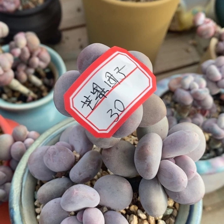 芒***子嗯就OK吧恶哦逻辑姐姐