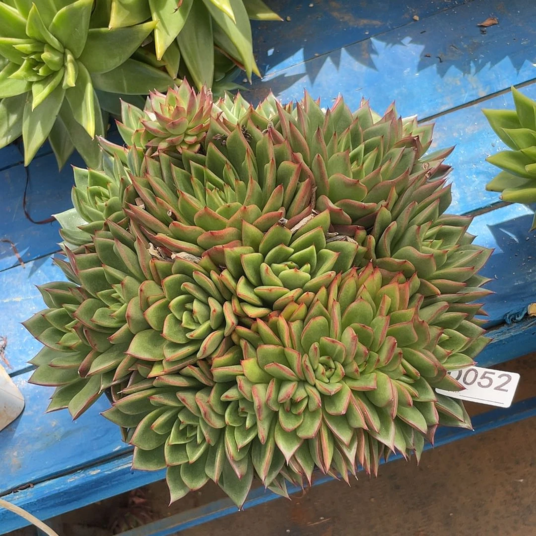 若如东云单拍D052