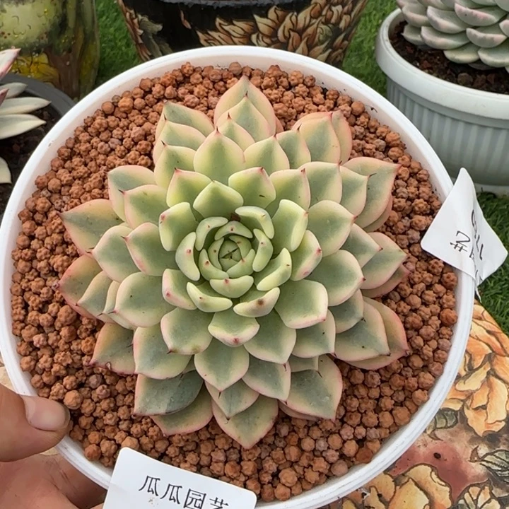 1803吉尔巴玫瑰锦多肉植物