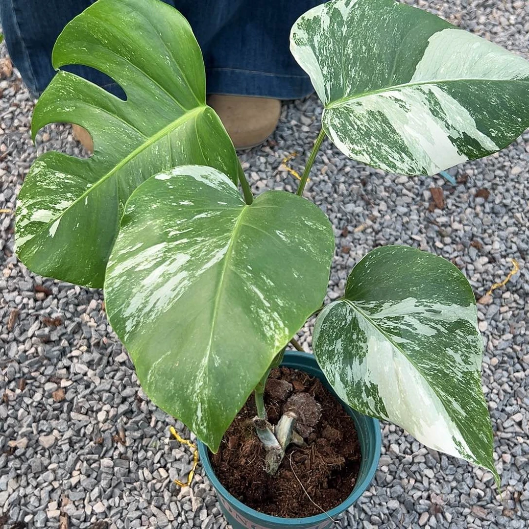 完全开放白龟1随机发货不售后随机