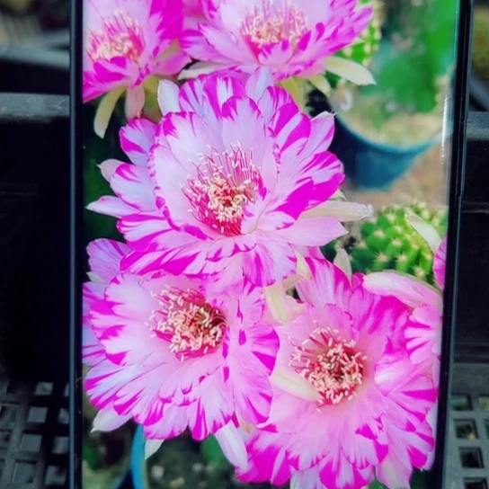 下23丽花妖蝶歪无根侧芽2一3公分左右20包邮