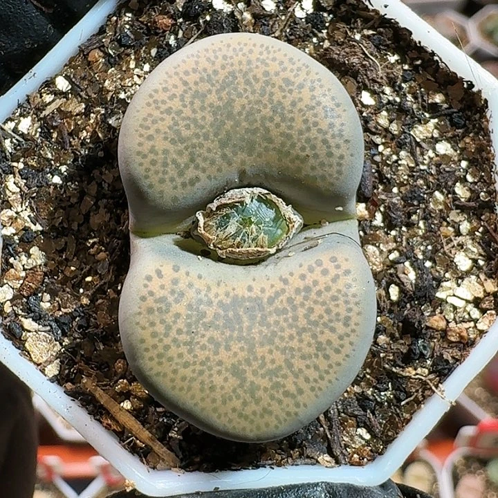 生石花1555。 101